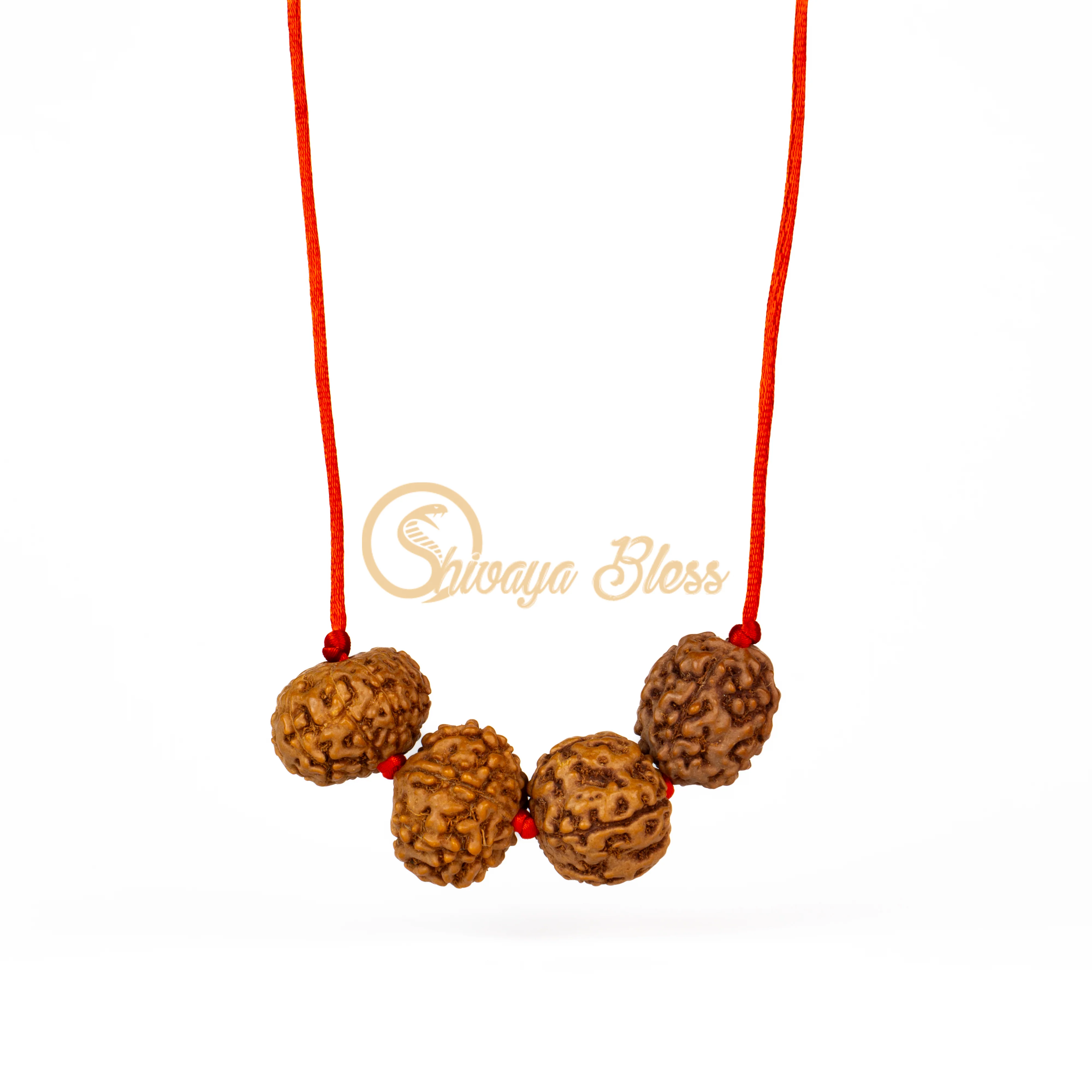 6 Face Rudraksha